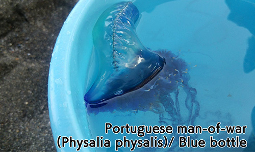 Portuguese man-of-war(Physalia physalis)/ Blue bottle