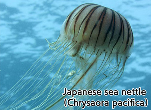 Japanese sea nettle(Chrysaora pacifica)
