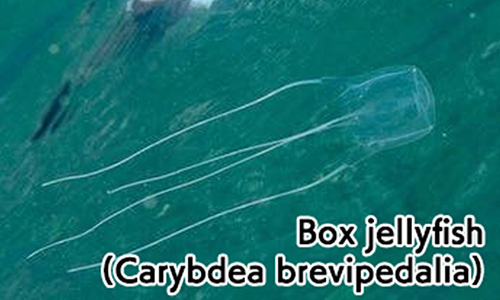 Box jellyfish(Carybdea brevipedalia)
