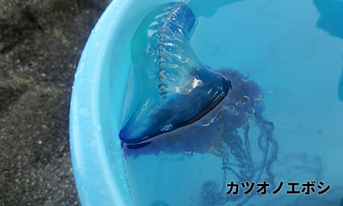 カツオノエボシ