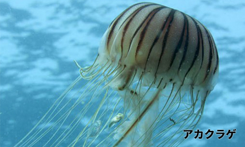 アカクラゲ