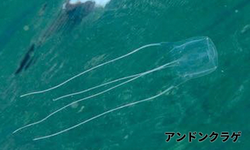 アンドンクラゲ