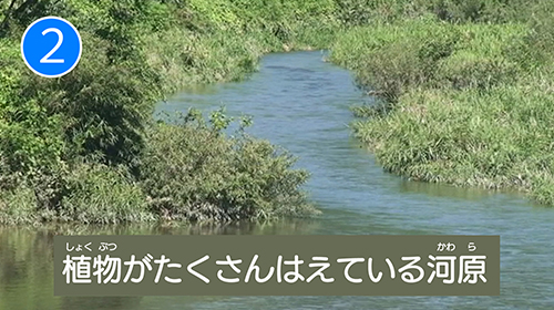 2.植物がたくさんはえている河原